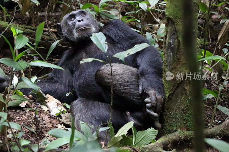 乌干达:黑猩猩抓挠脚- Kibale森林